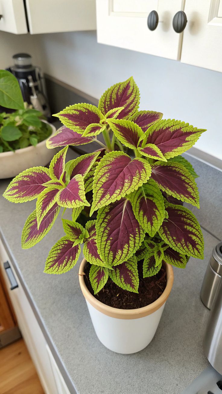 Coleus Plant (Coleus gida / Coleus / Makandi )
